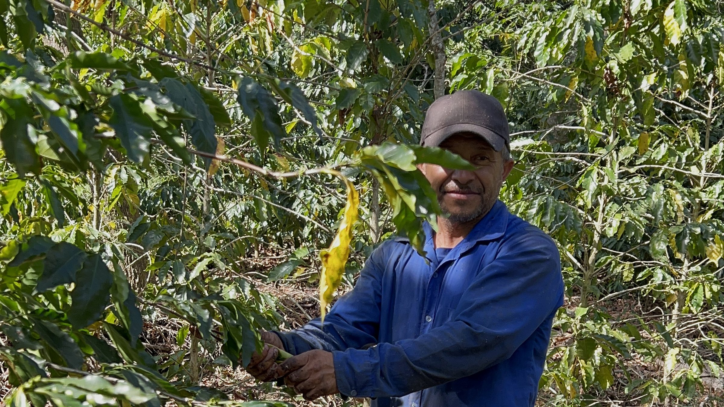 Coffee picker working the rows on a Salvadoran farm